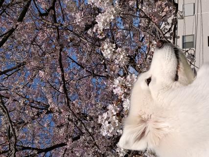 桜羅呼