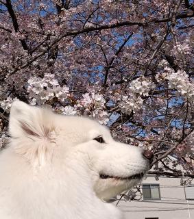 桜羅呼